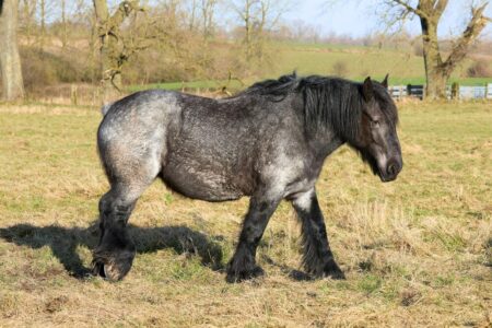 overweight horse with crusty winter coat and long black feathers in spring