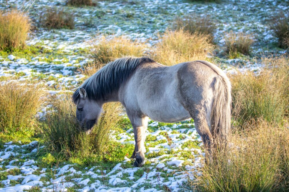 small dun horse with a winter coat in the spring with some snow on the ground and grass peeking through