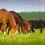 a herd of horses and a foal grazing on spring pasture