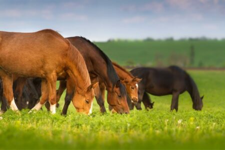a herd of horses and a foal grazing on spring pasture