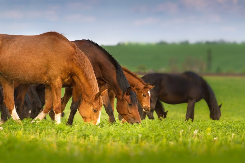 a herd of horses and a foal grazing on spring pasture