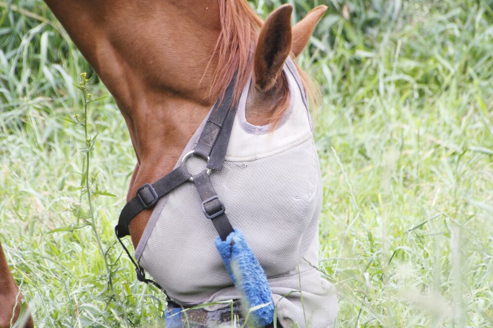 chesnut horse head and neck wearing a fly mask and grazing muzzle