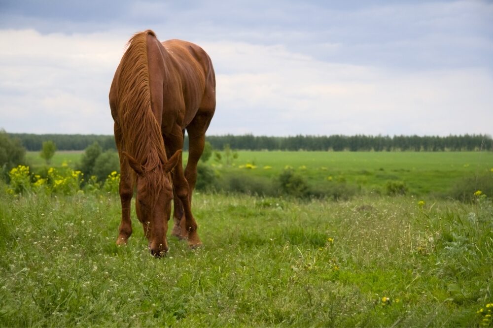chestnut horse grazing on pasture in spring