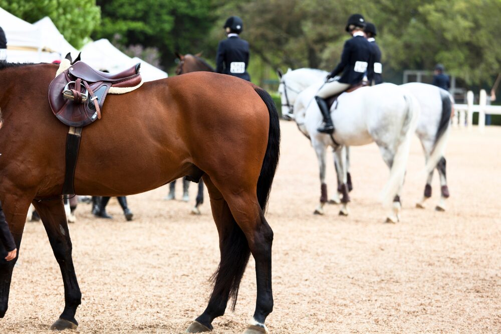 horses at a horse show waiting for their turn in the ring