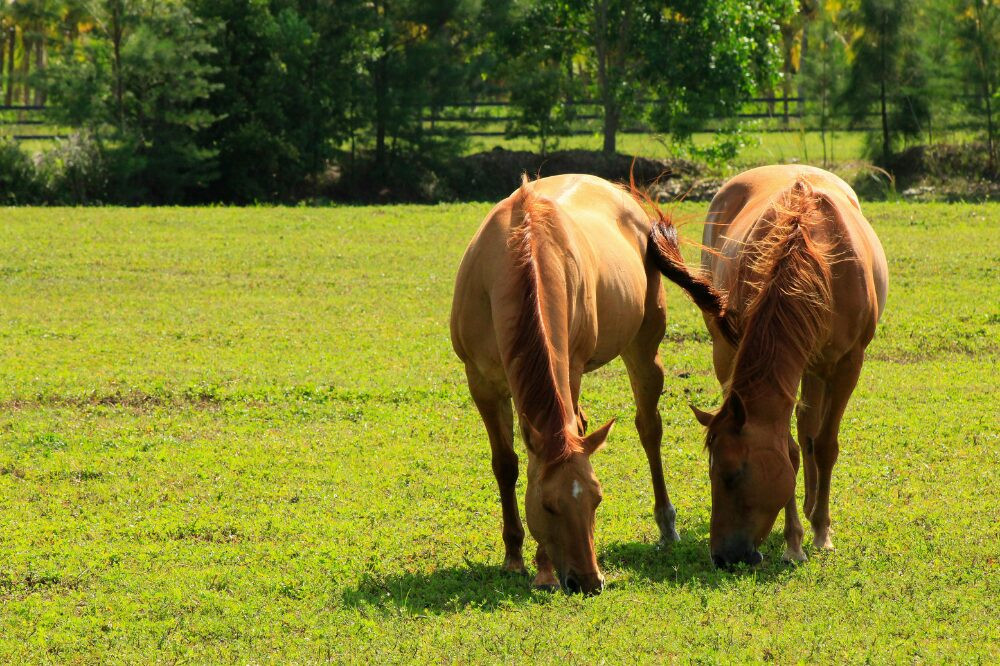two chestnut horses grazing on short spring grass