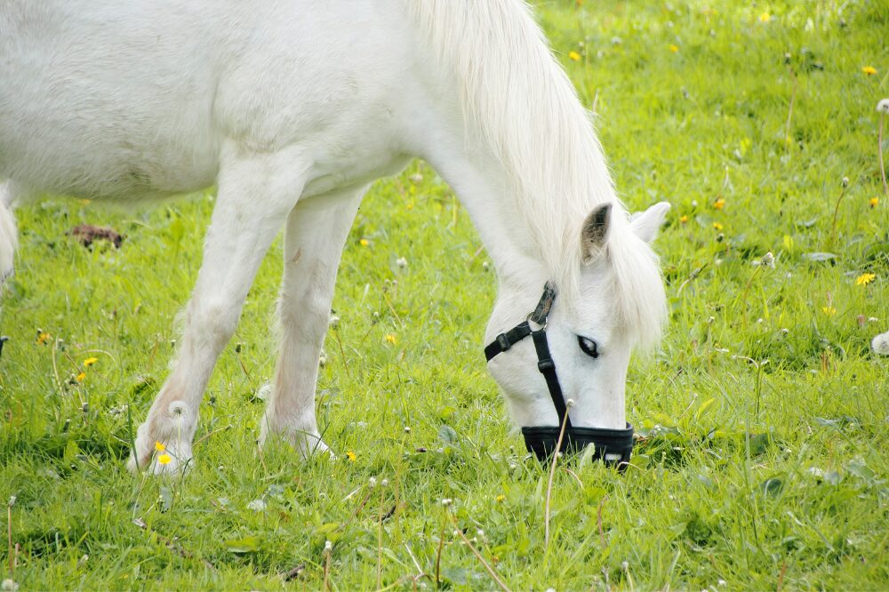 white horse in a grazing muzzle