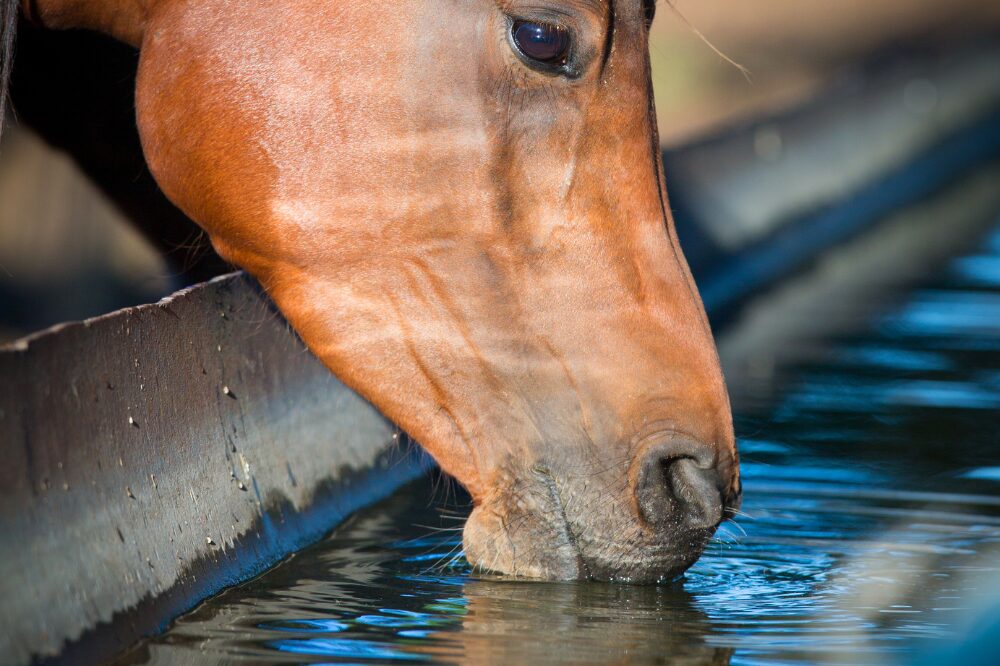 bay horse drinking from a large water trough