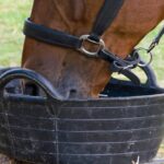 feed bucket and horse eating from it