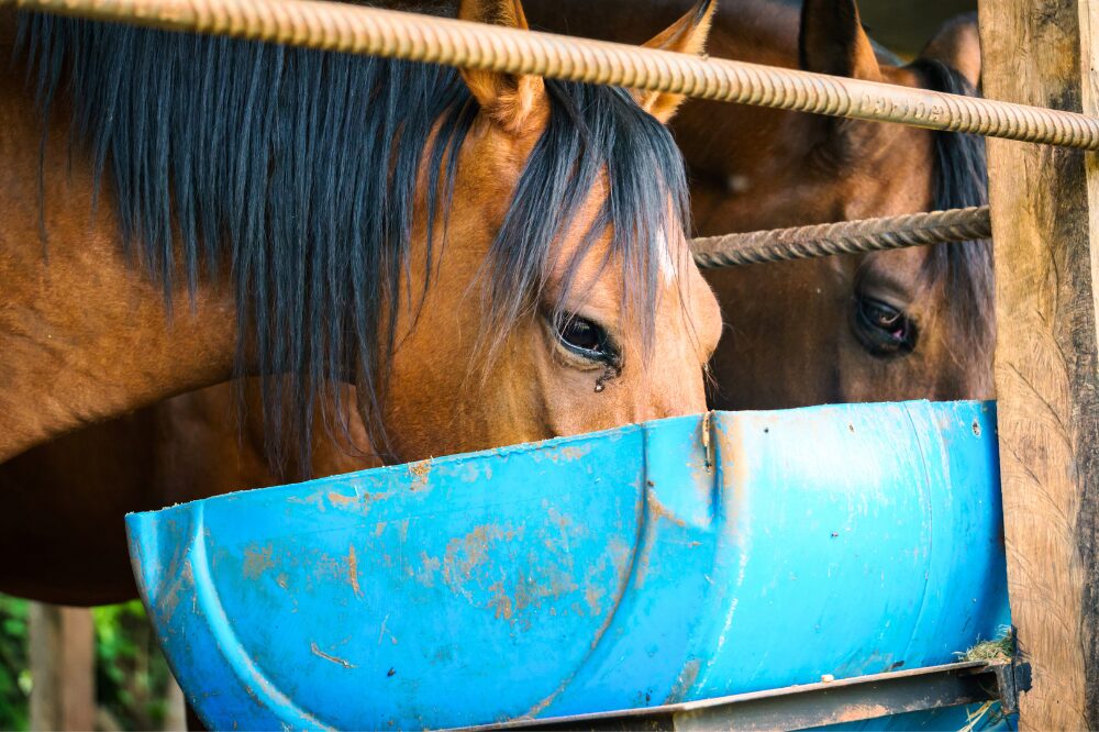 horses eating from big blue tub