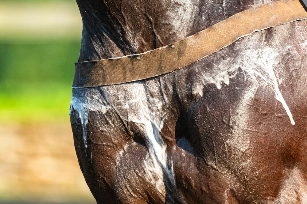 sweaty horse around the breastplate