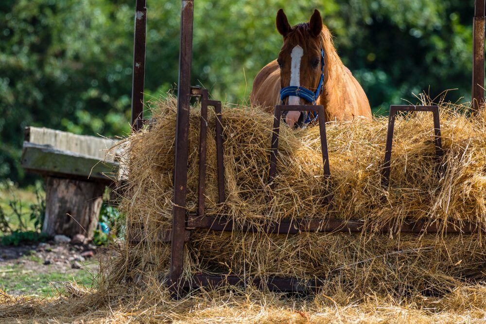 chestnut horse eating from a large hay ring holding lots of weathered hay