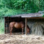 chestnut horse eating from a round bale of hay in a shed with muddy ground