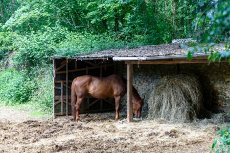 chestnut horse eating from a round bale of hay in a shed with muddy ground