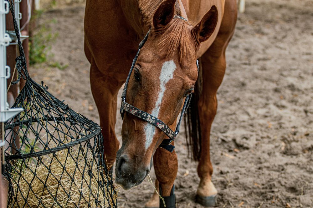 chestnut horse eating from a slow feeder hay net in a dirt lot. The neck is slightly twisted but lower