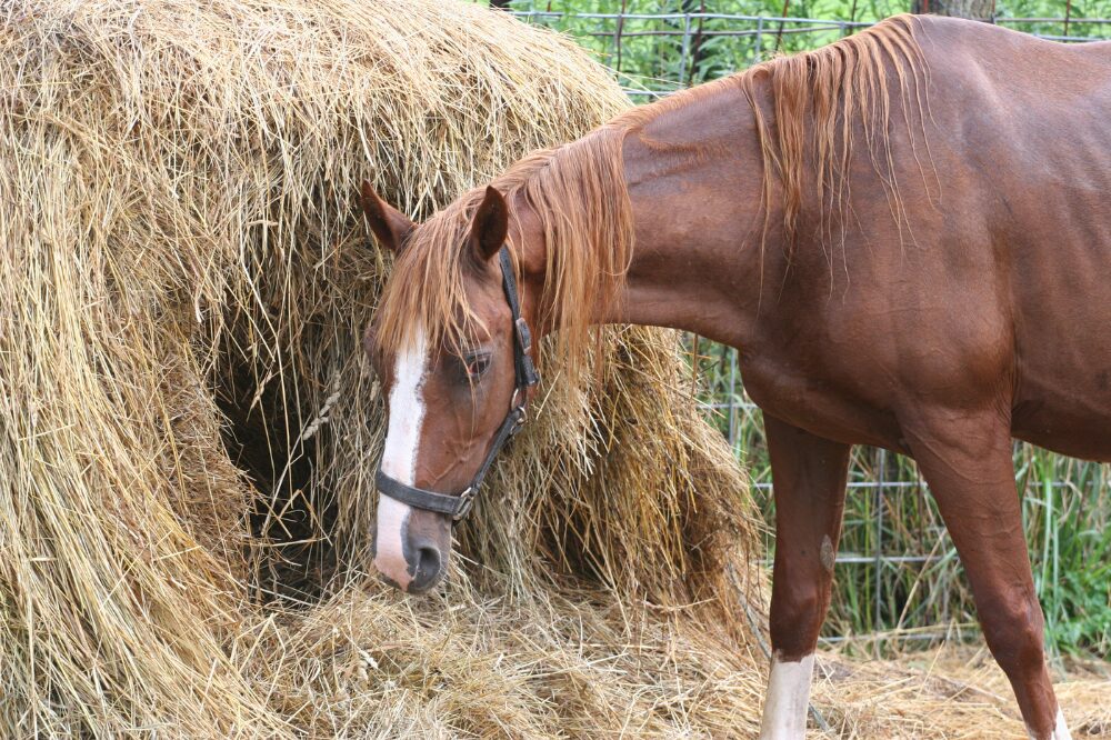 chestnut horse eating from the middle of a round bale, showing the hole they created and leaving a covering of hay. There is hay waste on the ground