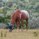 spotted appaloosa horse wearing a fly mask while grazing in a scrubby field