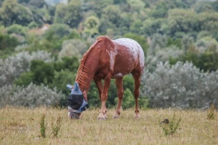 spotted appaloosa horse wearing a fly mask while grazing in a scrubby field